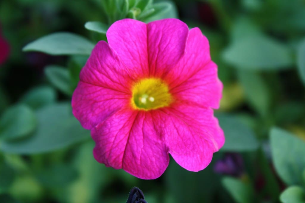 petchoa neon rose