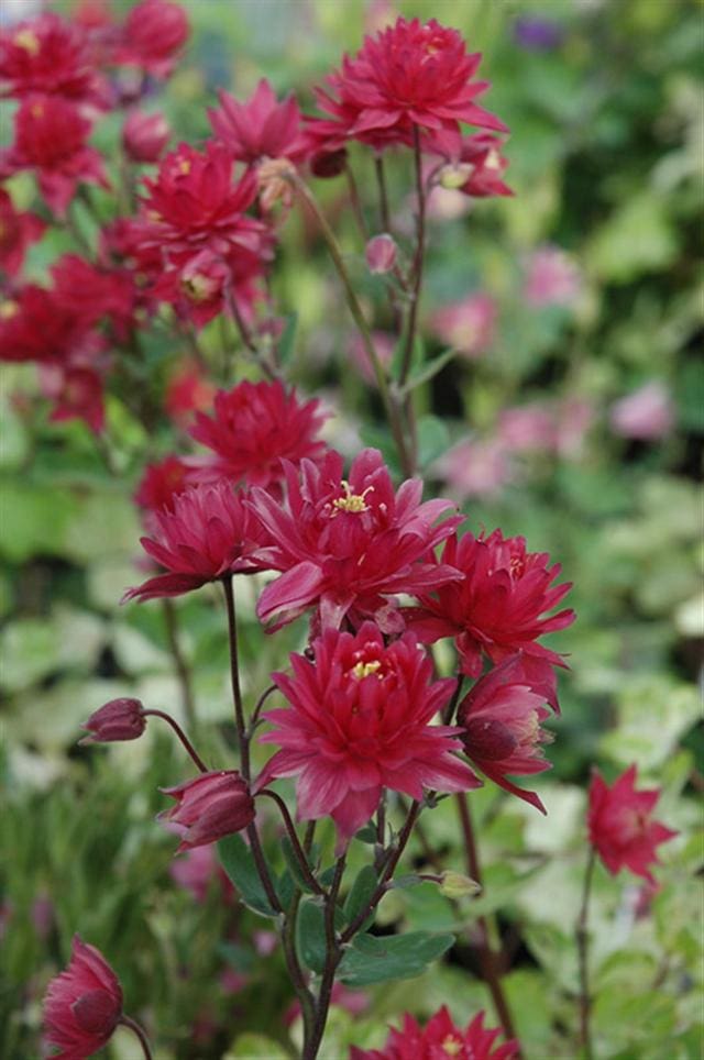 Columbine 'Clementine Red' (Aquilegia) Hope Mountain Nurseries