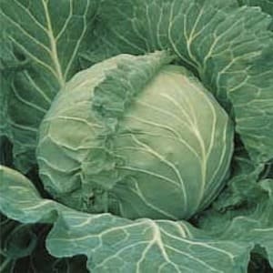 Heirloom Copenhagen Cabbage