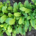Arugula