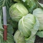 Cabbage ‘Late Flat Dutch’