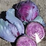 Cabbage ‘Red Acre’