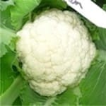 Cauliflower ‘Snowball’