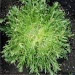 Endive