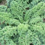 Kale ‘Blue Scotch’