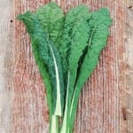 Kale ‘Lancinato’