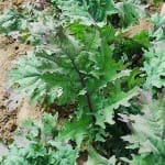 Kale ‘Red Russian’