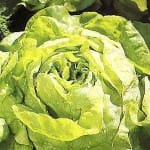 Lettuce ‘Bibb’