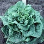 Lettuce ‘Buttercrunch’