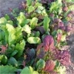 Lettuce ‘Mesclun Mix’