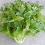 Lettuce ‘Oakleaf’