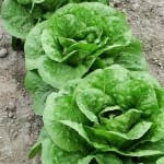 Lettuce ‘Parris Island’