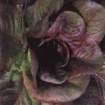 Lettuce ‘Red Romaine’