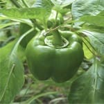 Pepper ‘California Wonder’