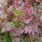 Lettuce ‘Royal Red’