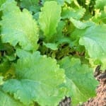 Mustard ‘Giant Green’
