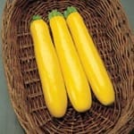 Squash ‘Yellow Straight Neck’