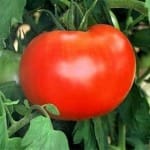 Tomato ‘Big Boy’