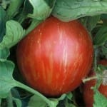 Tomato ‘Mr Stripey’