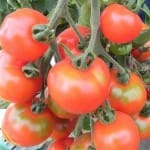 Tomato ‘Stupice’