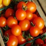 Tomato ‘Sungold’