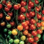 Tomato ‘Sweet 100’