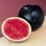 Watermelon ‘Sugar Baby’
