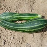 Squash ‘Cocozelle’