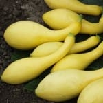 Squash ‘Yellow Crookneck’
