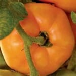 Tomato ‘Persimmon’