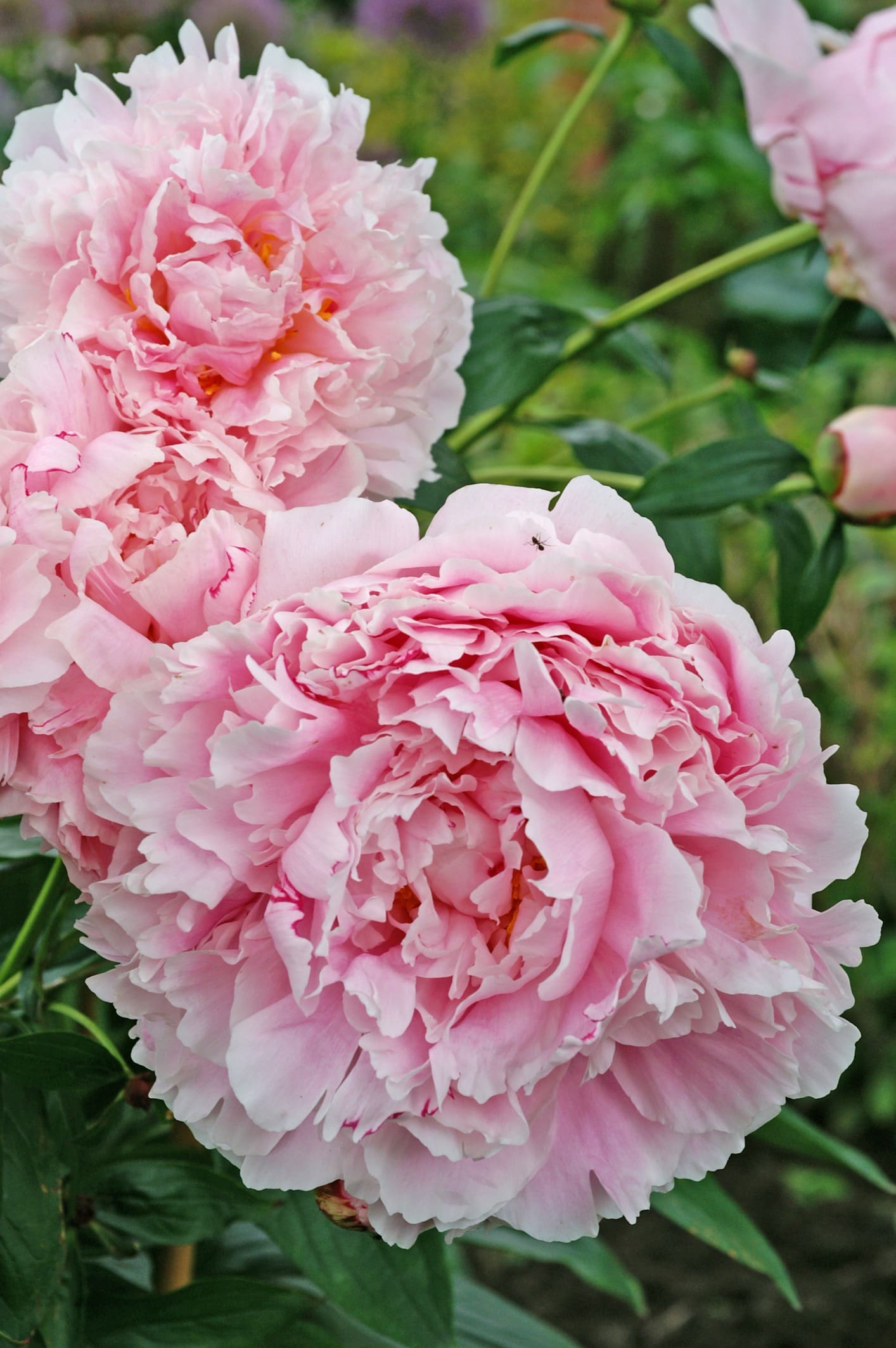 Pretty Pretty Peonies - Hope Mountain Nurseries