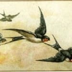 Welcome Home Swallows!