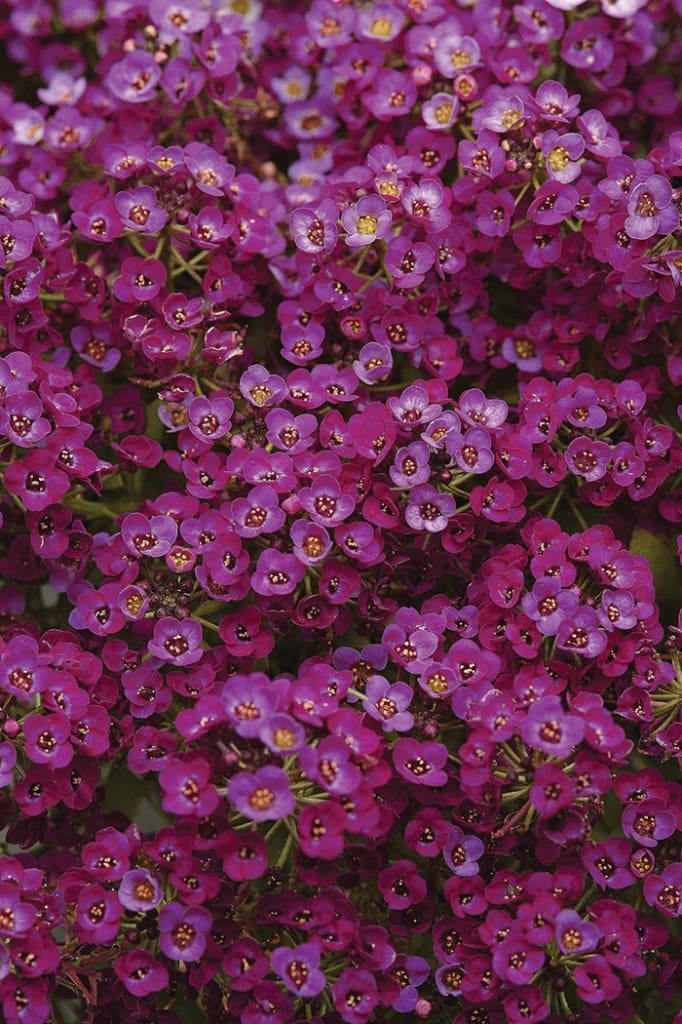 Alyssum