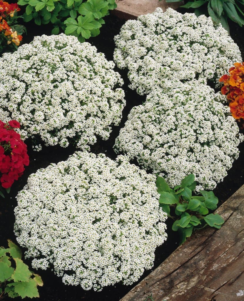 Alyssum