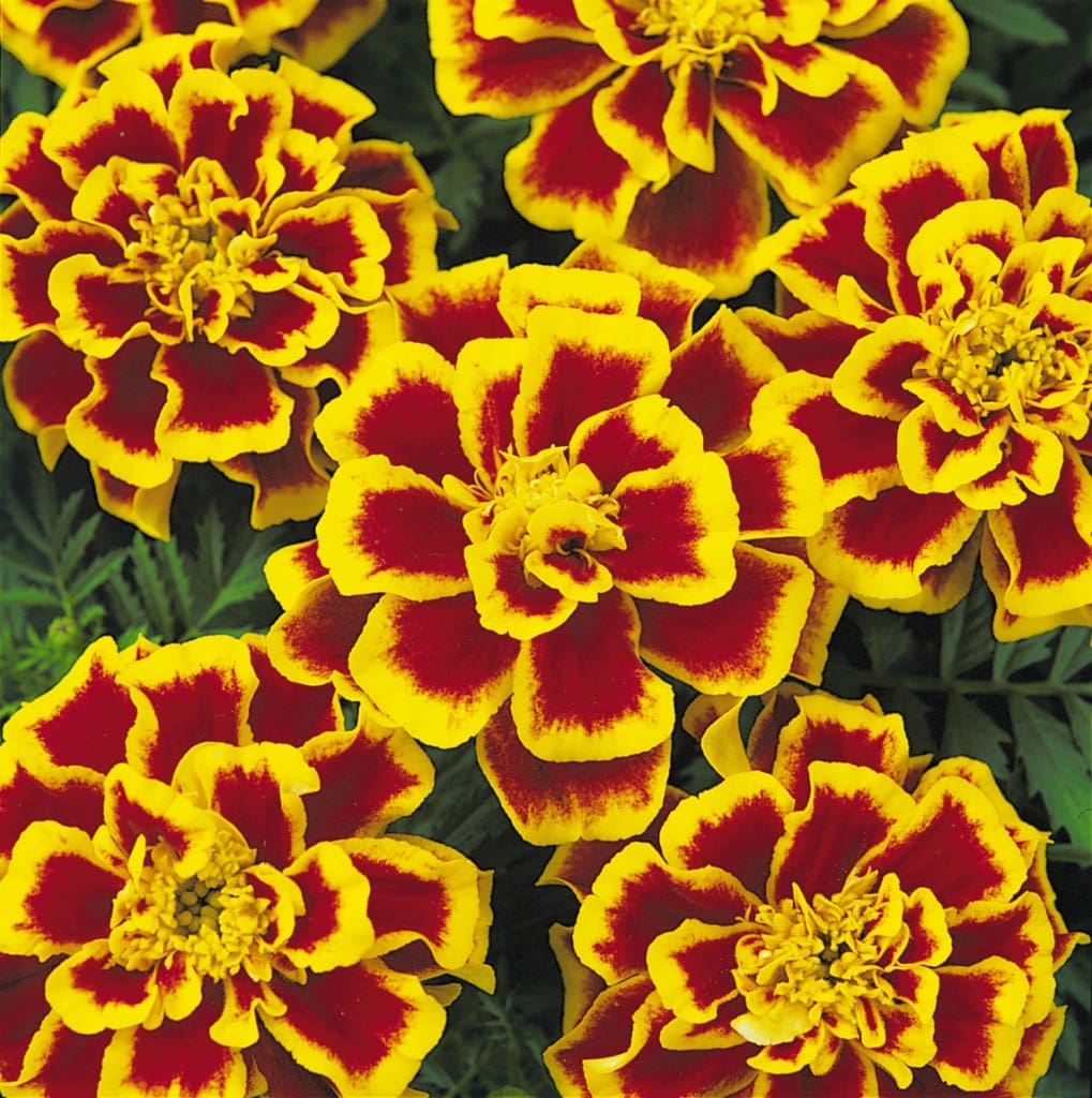 Marigold ‘Durango Series’