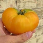 Tomato ‘Brandywine Yellow’