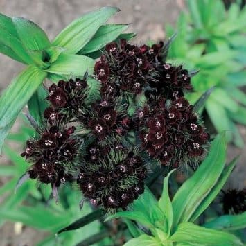 Dianthus 'Black Adder' ( Sweet William) - Hope Mountain Nurseries