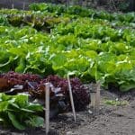Simple Tips for Growing the Best Greens