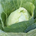 Cabbage ‘Early Jersey Wakefield’