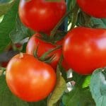 Tomato ‘Talent’
