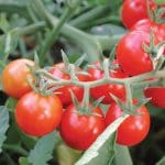 Tomato ‘Peacevine Cherry’