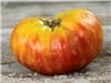 Tomato ‘Hillbilly’