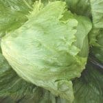 Lettuce ‘Summertime’