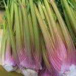 Celery, ‘Peppermint Stick’
