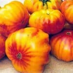 Tomato ‘Virginia Sweets’
