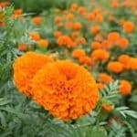 Marigold ‘Orange Garland’