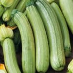 Squash ‘Genovese Italian’