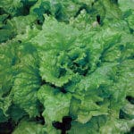 Lettuce ‘Black Seeded Simpson’