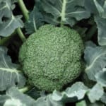 Broccoli ‘Destiny’