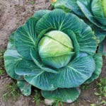 Cabbage, ‘Fast Vantage’